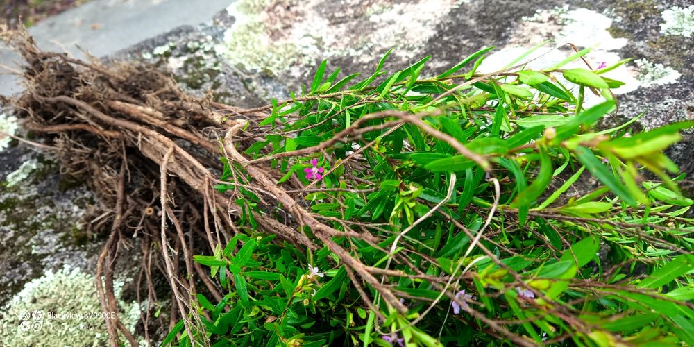 Planta para sebe Falsa -Erica