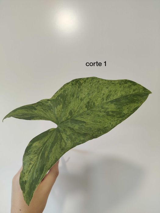 Syngonium mojito (fresh cuttings)