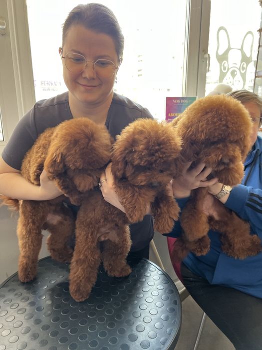 Цуценята мальтіпу