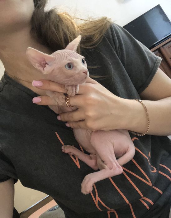 Біла поинт  сфинкс