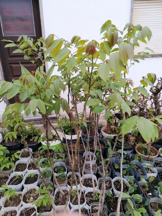 Nogueiras de excelente produção