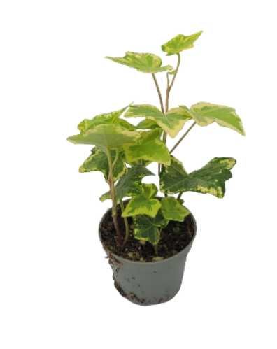 Hedera helix – 10 sztuk unikatowych odmian bluszczu!