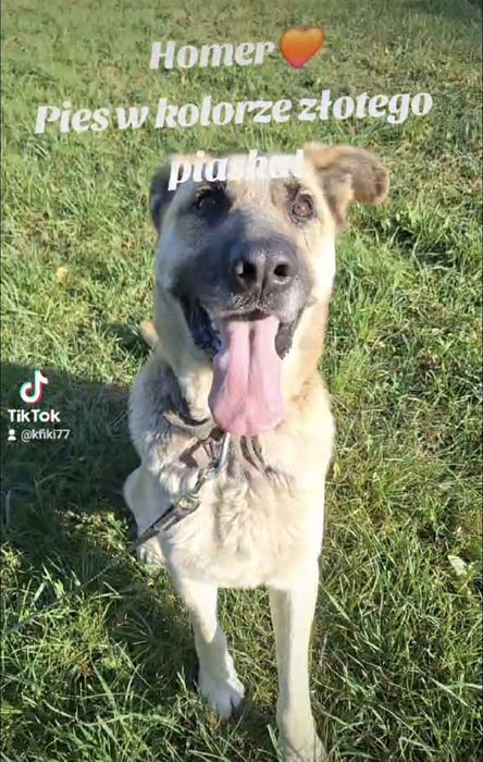 HOMER pies o siersci w kolorze zlotego piasku szuka kochającego domu!