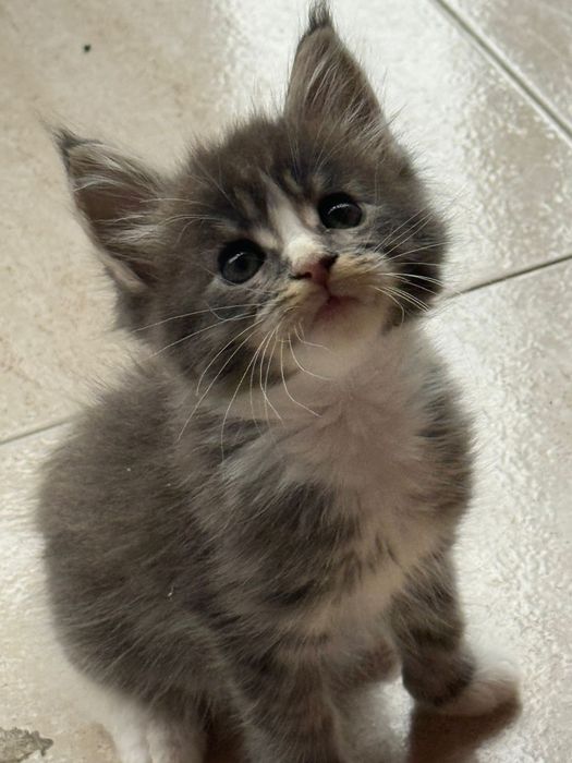 Mainne coon excelentes