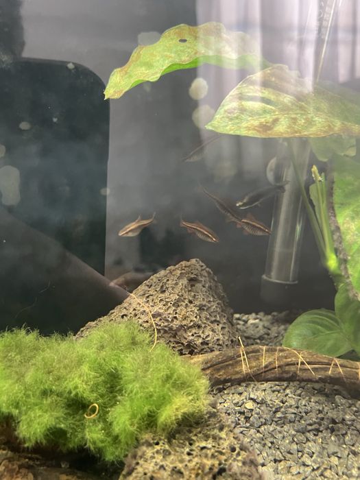 Acessorios para aquario