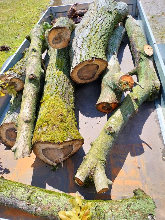 Orzech, ładne kawałki orzecha