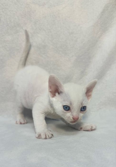 Котики Девон рекс/Devon rex