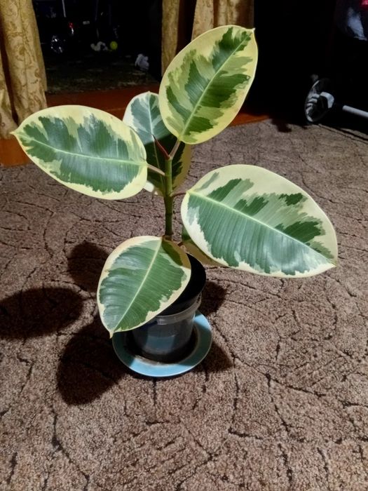 Дуже  гарний фікус каучиконосний.