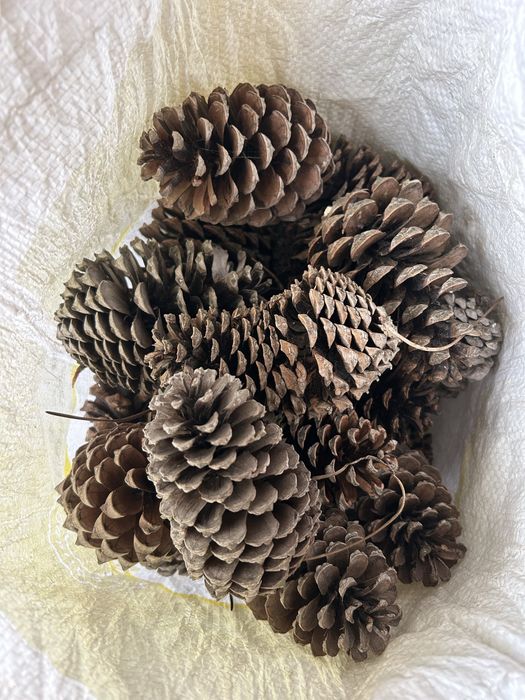 Pinhas para venda