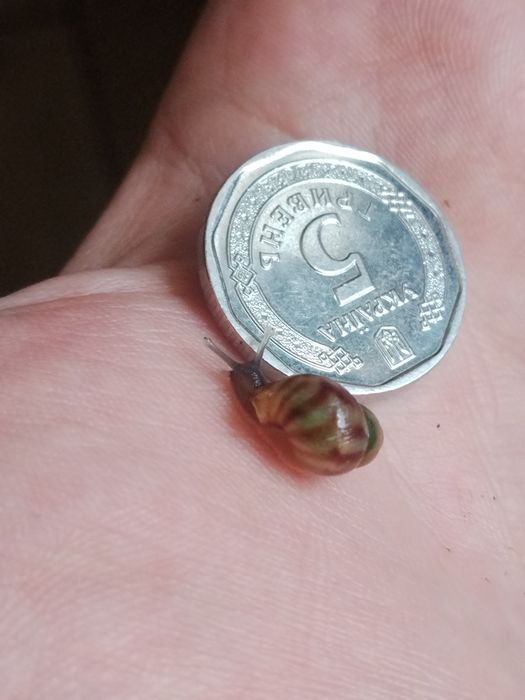 Ахатина ретикулята черноголавая