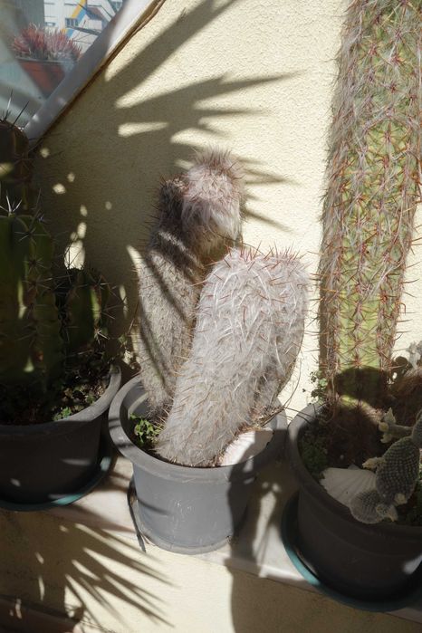 Plantas decoração - cactos