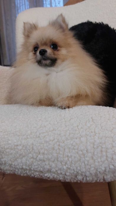 померанський шпіц хлопчик