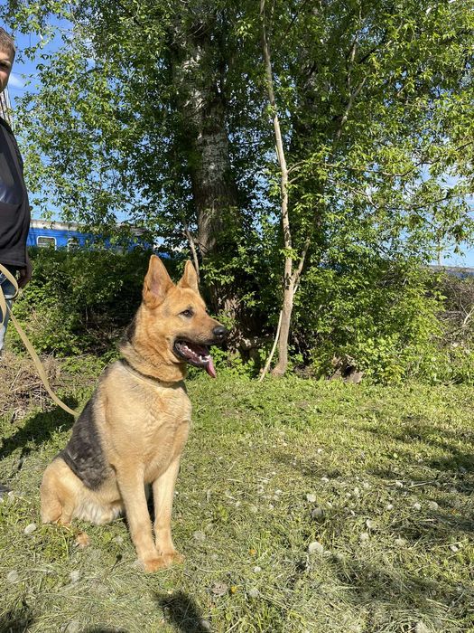 Німецька вівчарка