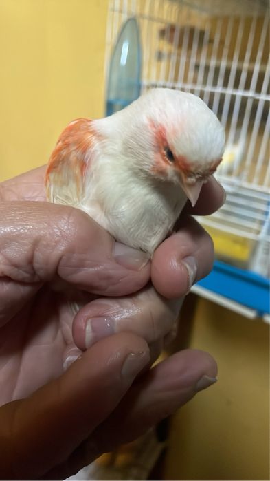 Canarios a bom preço