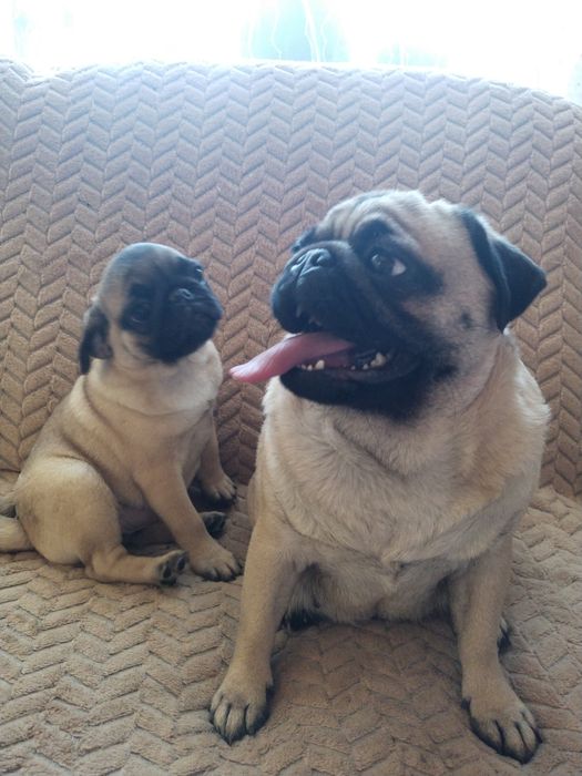 Шикарная шиложопая девочка с документами клуба УКФ