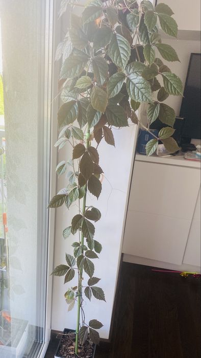 Cissus adenopoda, Цисус