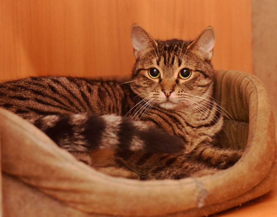 Нежная кошечка Масяня ждёт свою семью