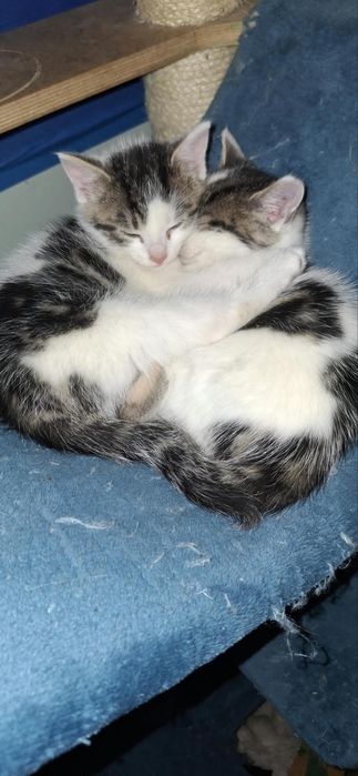 Kociaki do adopcji