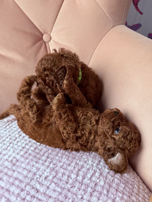 Pudel Toy Red suczka , juz do odbioru!!!