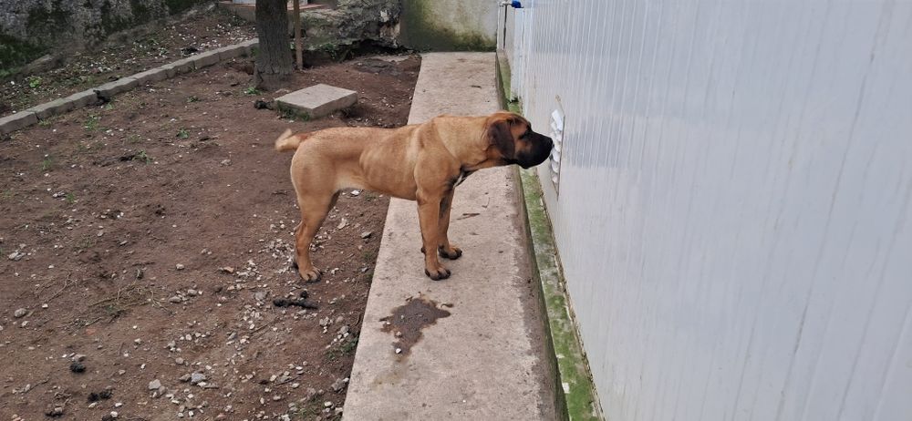 Presa canário excelente guardião