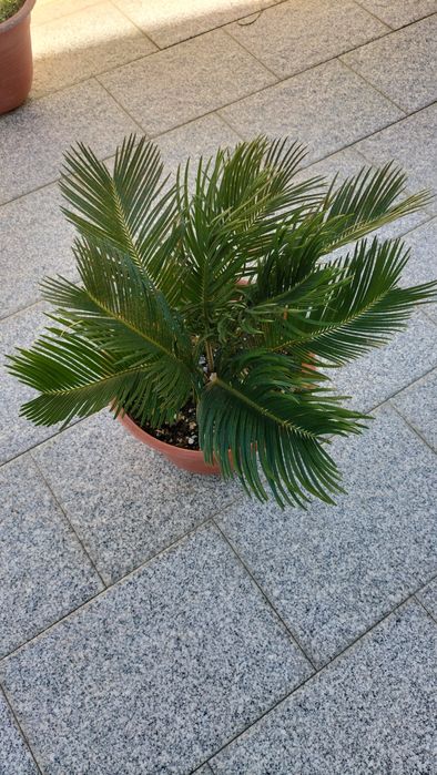 Palmeira ou Cica em vaso muito bonita para o seu jardim.