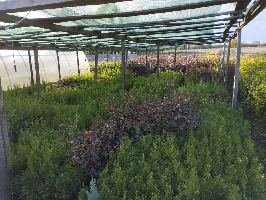 Туя смарагд. Горшок р9