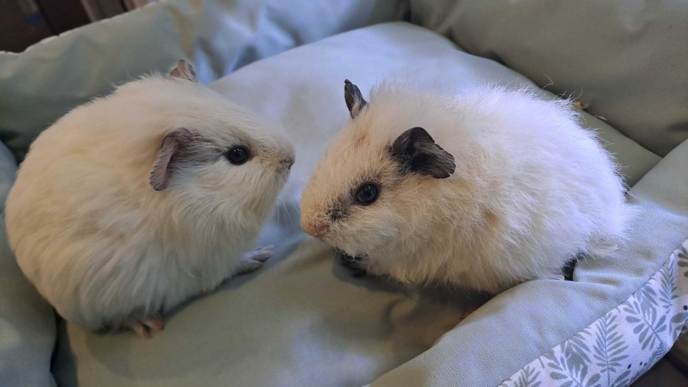 Świnka morska - sklep zoologiczny Pawik.pl Głogów Młp.