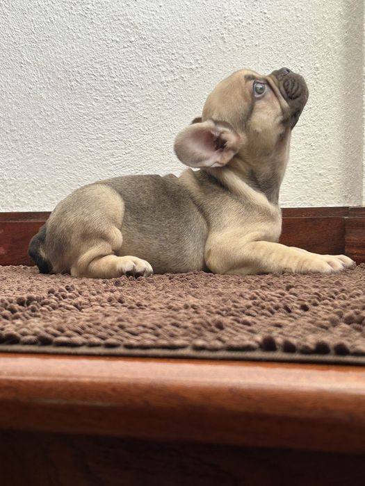 Bulldog frances fêmea