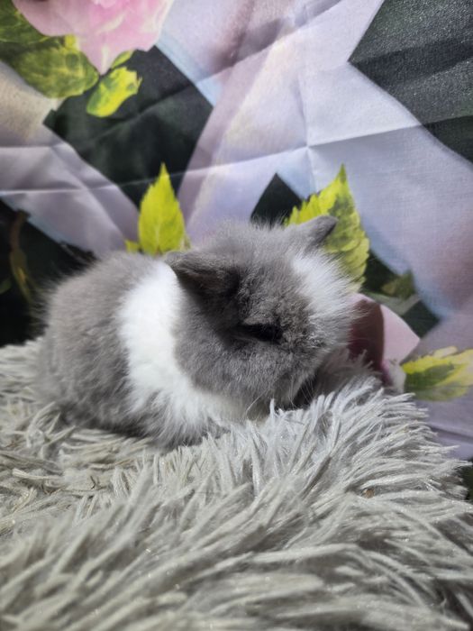 Karzełek Teddy Mini z Metryka