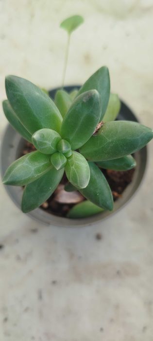 Suculentas por apenas 2€