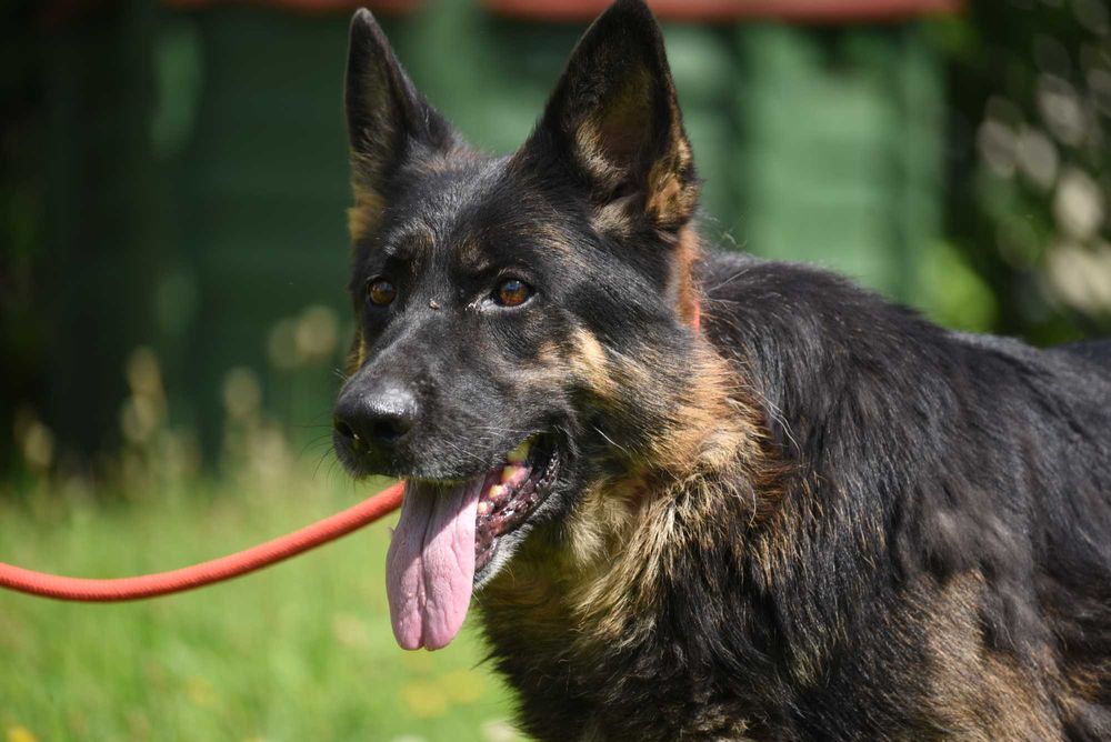 Luba - suczka do adopcji