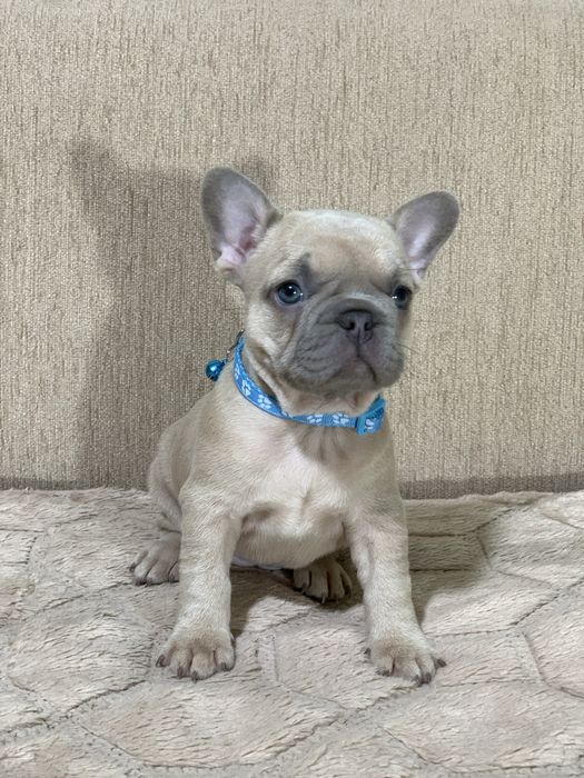 Французький бульдог . Мініатюрні діамантики