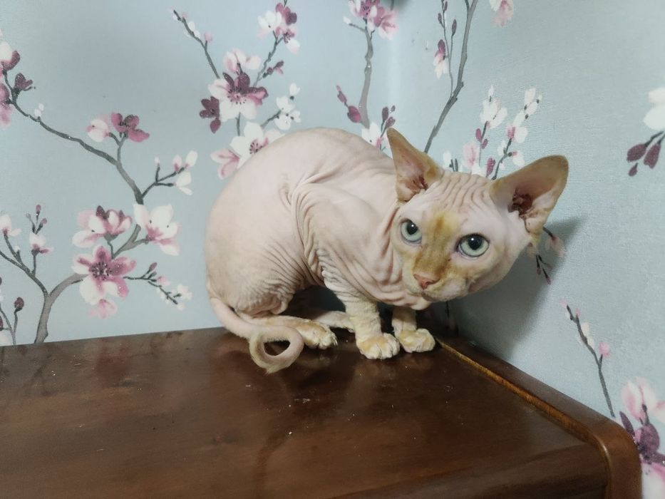 Кот сфинкс вязка