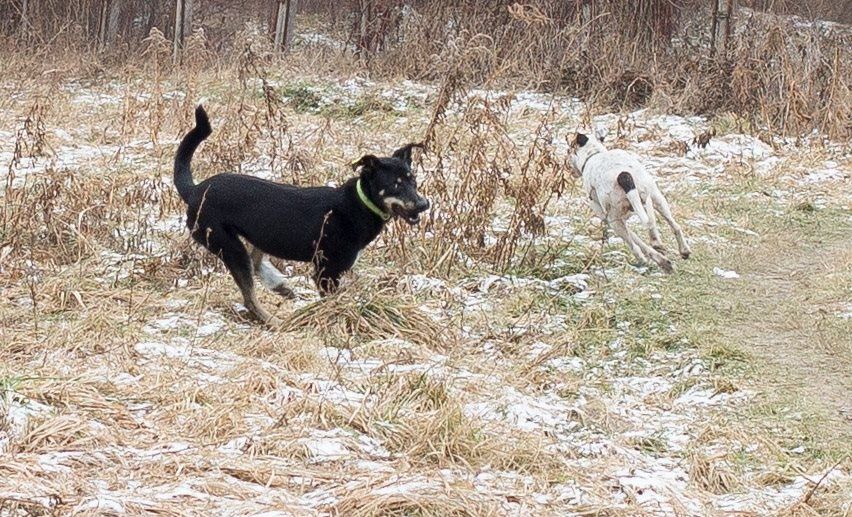 Шукає родину молодий песик