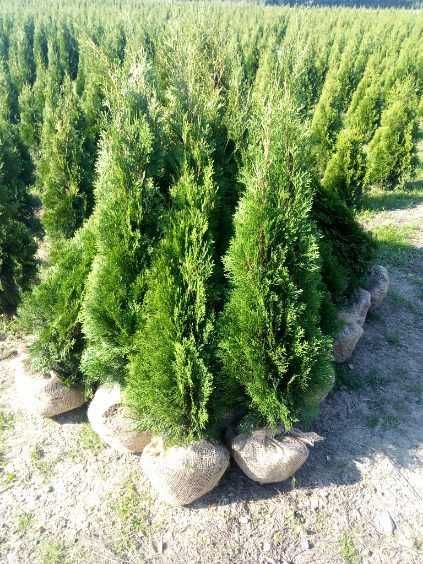 Tuje Szmaragd Świerczynek