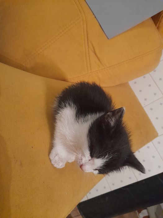 Dou gatinho macho
