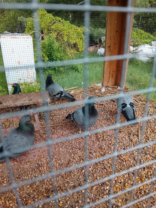 Gołębie  ok 20 sz