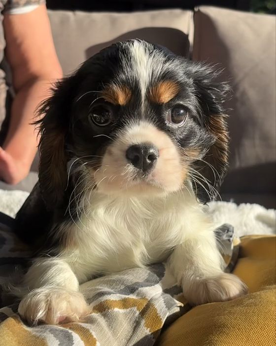 Cavalier King Charles Spaniel -suczka ZKwP