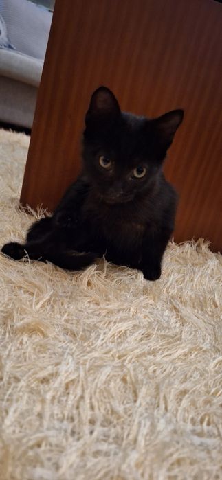 Gatinho bebé para adoçao
