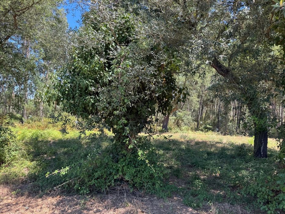 Vendo Arvores Oliveiras