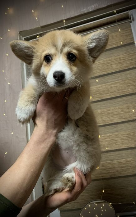 Цуценята коргі Пемброк