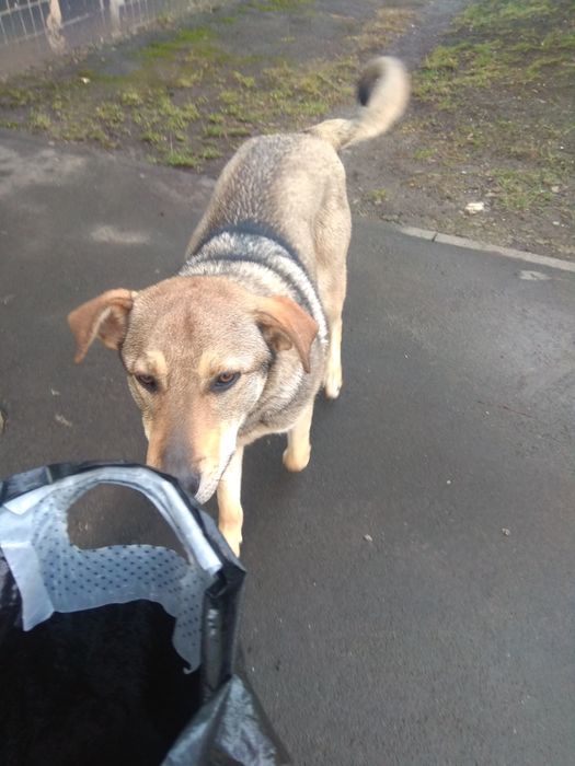 Нашлась собака в районе Киевского суда