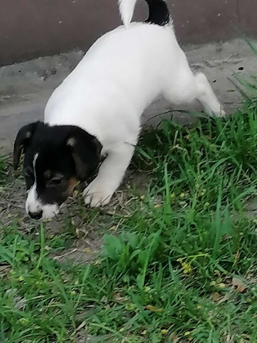 Jack russell terrier