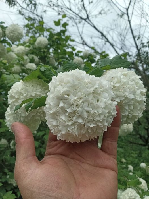 Калина Бульденеж