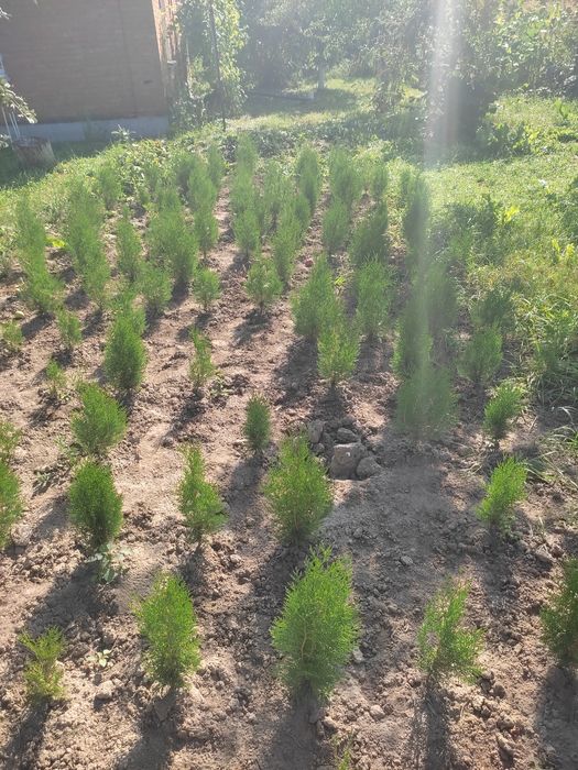 В продажі туя Брабант