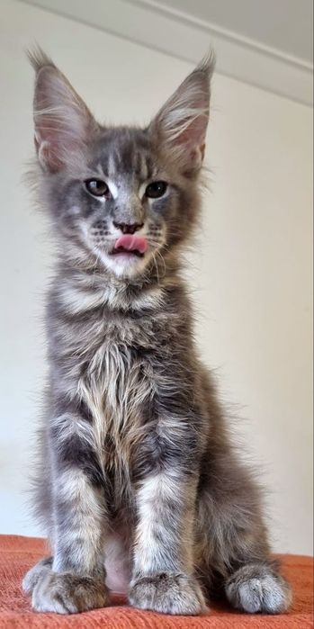 Gatinho Maine Coon