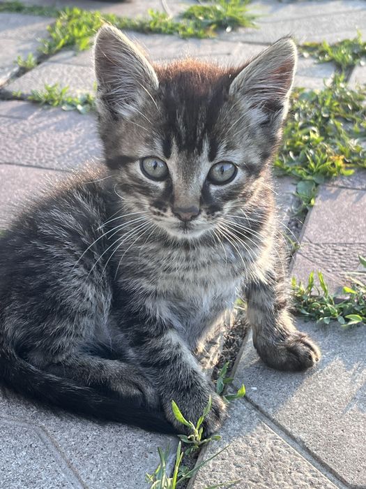 Котята маленькие