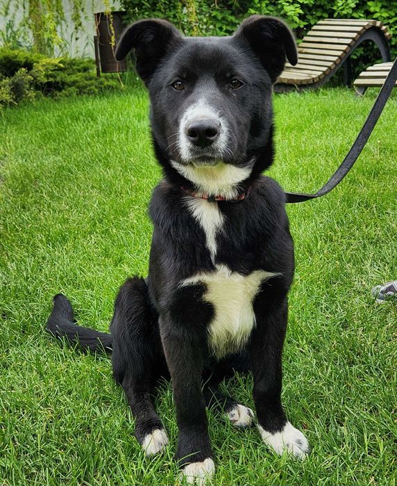 Собака,  Мишель 1год, стерилизована