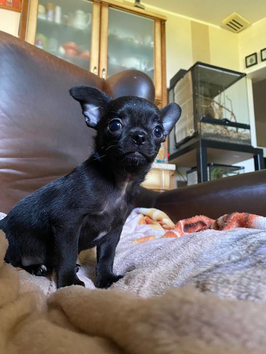 Mini piesek szczeniak , Chihuahua  ,Śląsk
