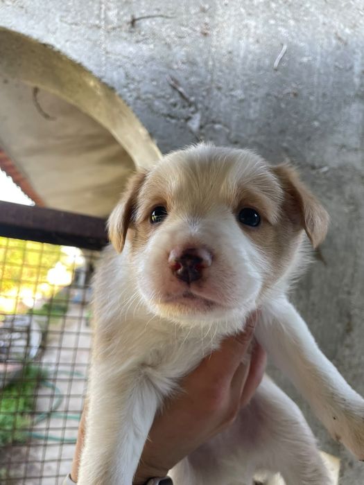 Dão se cães de porte médio